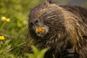 Detailed close-up of a nutria's face with yellow flowers in a grassy setting.